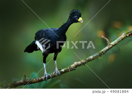 Bare-faced Curassow, Crax fasciolata in jungle 49081884