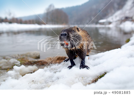 Nutria, Myocastor coypus, mouse with big teeth 49081885
