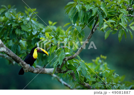 Keel-billed Toucan, Ramphastos sulfuratus Keel-billed Toucan, Ramphastos sulfuratus 49081887
