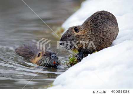 Nutria, Myocastor coypus, mouse with big teeth 49081888