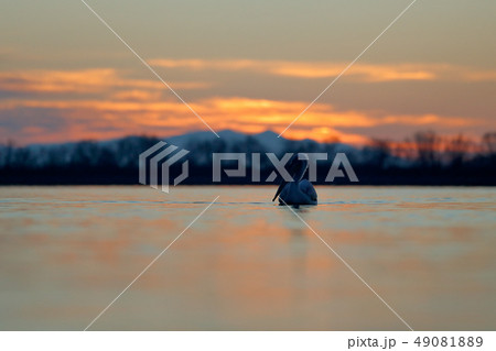 Pelican and morning sunrise on the lake 49081889
