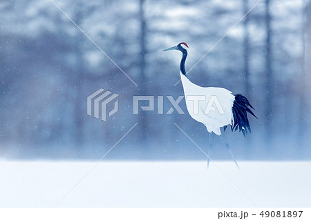 Snowfall with Red-crowned crane in snowy meadow 49081897