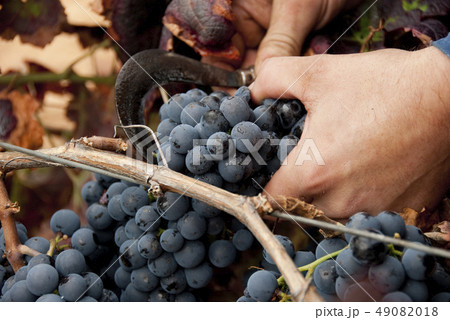 Harvesting, cutting bunch of grapes for wine in vi Harvesting, cutting bunch of grapes for wine in vi 49082018