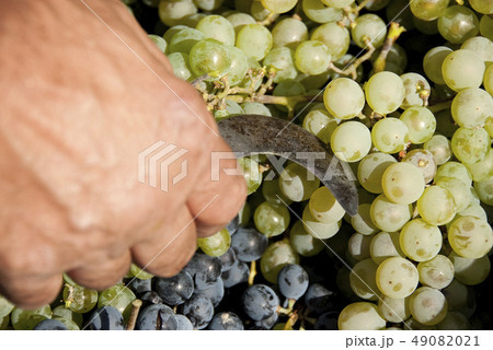 harvesting, black grapes, bunches of grapes, white harvesting, black grapes, bunches of grapes, white 49082021