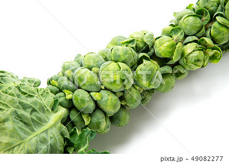 芽キャベツ 49082277