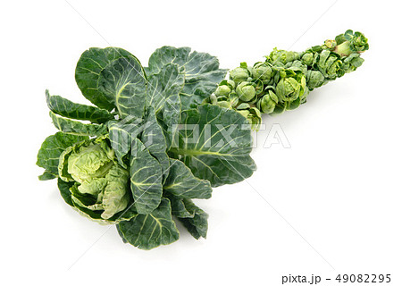 芽キャベツ 芽キャベツ 49082295