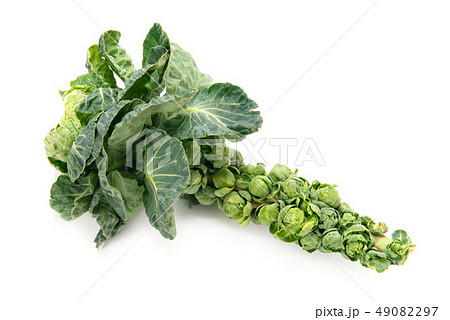 芽キャベツ 芽キャベツ 49082297