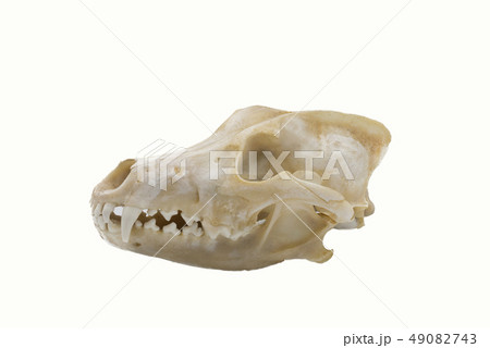 Grey Wolves (Canis lupus), mammalian skull 49082743
