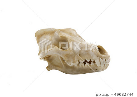 Grey Wolves (Canis lupus), mammalian skull 49082744