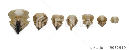 skulls of owls, night raptors with white skulls of owls, night raptors with white 49082919