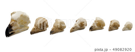 skulls of owls, night raptors with white skulls of owls, night raptors with white 49082920