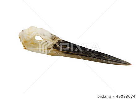 Purple heron [Ardea purpurea], Bird skull with whi 49083074