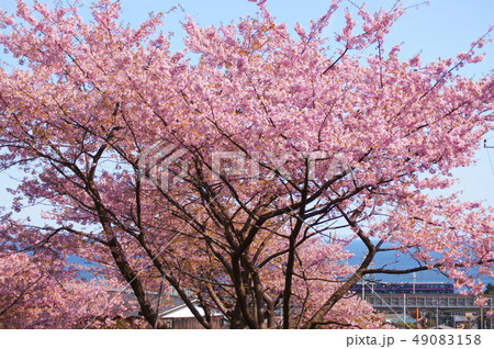 河津桜と485系・ジョイフルトレイン：華 49083158