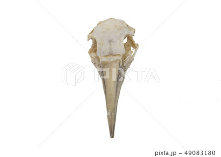 Northern Gannet (Morus bassanus), bird skull with Northern Gannet (Morus bassanus), bird skull with 49083180