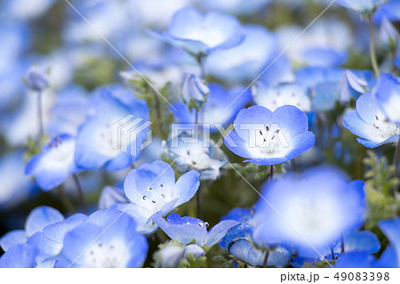 Closed up of Nemophila (Baby blue eyes) flower Closed up of Nemophila (Baby blue eyes) flower 49083398