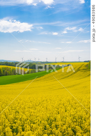 Rape field landscape Rape field landscape 49083986