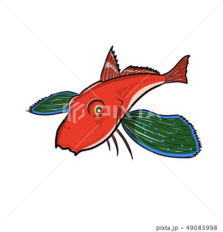 ホウボウ 49083998