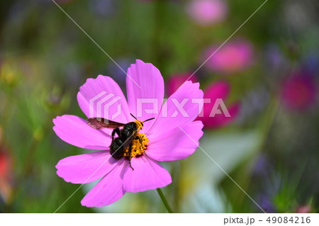 花 フラワー お花 49084216