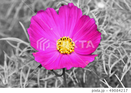 花 フラワー お花 49084217