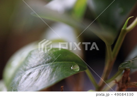 絞り f3.2 49084330