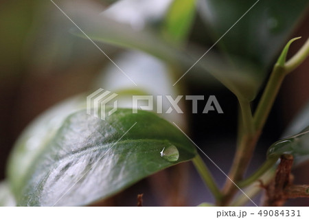 絞り f3.5 49084331