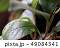 絞り f11.0 49084341