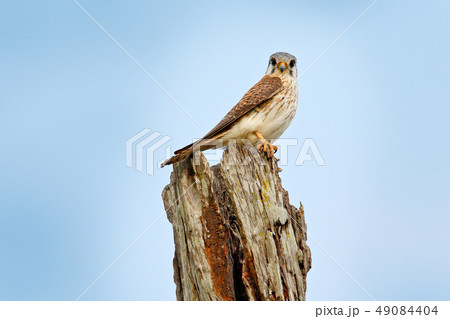 American kestrel Falco sparverius on the tree American kestrel Falco sparverius on the tree 49084404