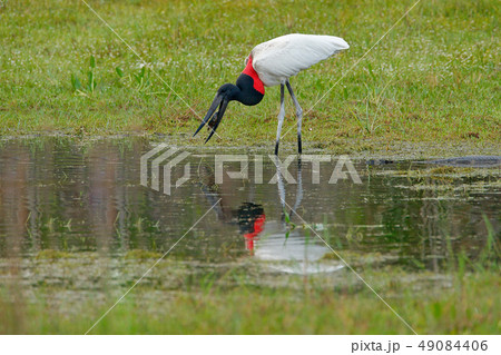 Jabiru stork catching the fish in lake with grass Jabiru stork catching the fish in lake with grass 49084406