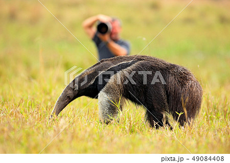 Anteater and photographer, cute animal from Brazil Anteater and photographer, cute animal from Brazil 49084408