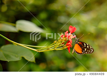 Butterfly Heliconius Hacale zuleikas, on flower Butterfly Heliconius Hacale zuleikas, on flower 49084409