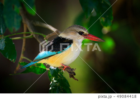 Brown-hooded Kingfisher, hidden in the jungle 49084418