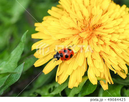 タンポポにテントウムシ 49084425