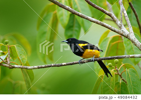 Black-cowled Oriole, Icterus prosthemelas 49084432