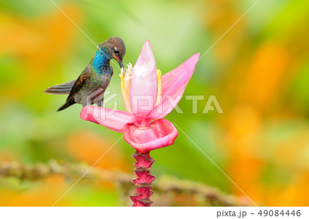 Hummingbird with flower. Bird sucking nectar Hummingbird with flower. Bird sucking nectar 49084446