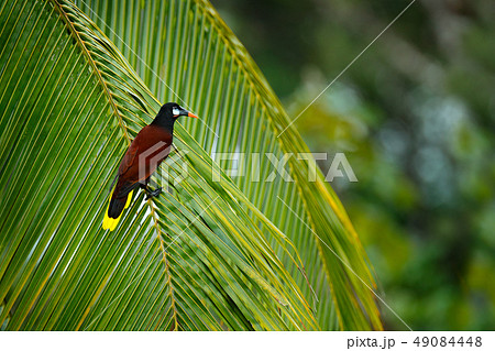 Palm tree with bird Montezuma Oropendola 49084448