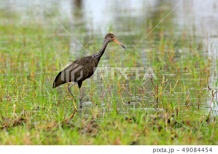 Limpkin courlan, Aramus guarauna, bird in water Limpkin courlan, Aramus guarauna, bird in water 49084454
