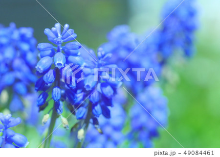 春の花～ムスカリ 49084461