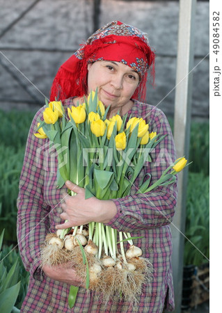 woman on harvesting of tulips woman on harvesting of tulips 49084582
