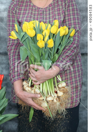 woman on harvesting of tulips 49084583