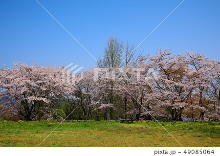 竹田市　春　桜咲く岡城址 49085064