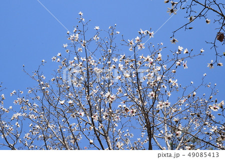 こぶし咲く 青空とコブシ コブシ 春の花 青空に咲く 春が来た こぶし咲く 青空とコブシ コブシ 春の花 青空に咲く 春が来た 49085413
