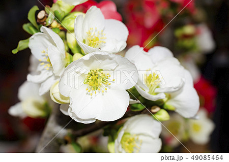 ボケの花 49085464