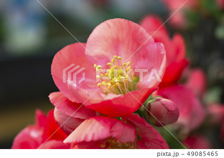 ボケの花 49085465