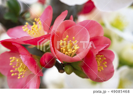 ボケの花 ボケの花 49085468