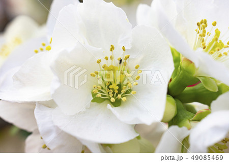 ボケの花 ボケの花 49085469