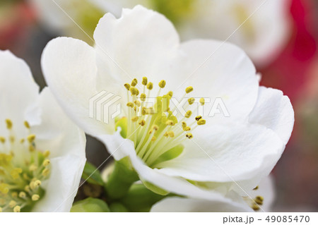 ボケの花 ボケの花 49085470