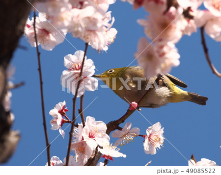 梅の花とメジロ 梅の花とメジロ 49085522