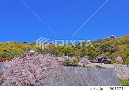 【愛媛県松山市】　松山城と桜 49085754