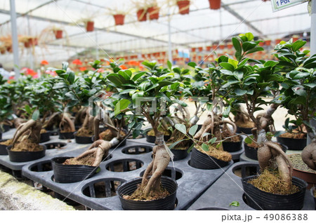 Ginseng planted in a small plastic pot  49086388