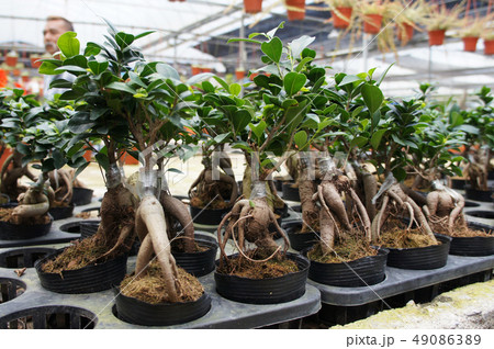 Ginseng planted in a small plastic pot Ginseng planted in a small plastic pot 49086389